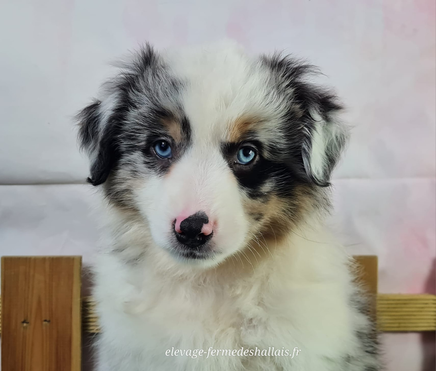 du mont de la chenaie - Chiots disponibles - Berger Américain Miniature 