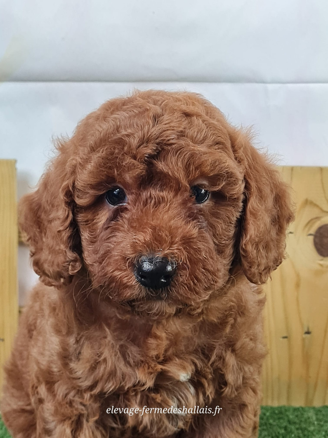 du mont de la chenaie - Chiots disponibles - Caniche