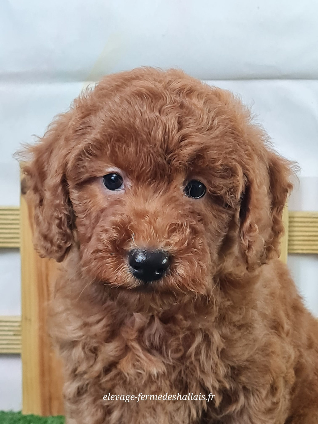 du mont de la chenaie - Chiots disponibles - Caniche
