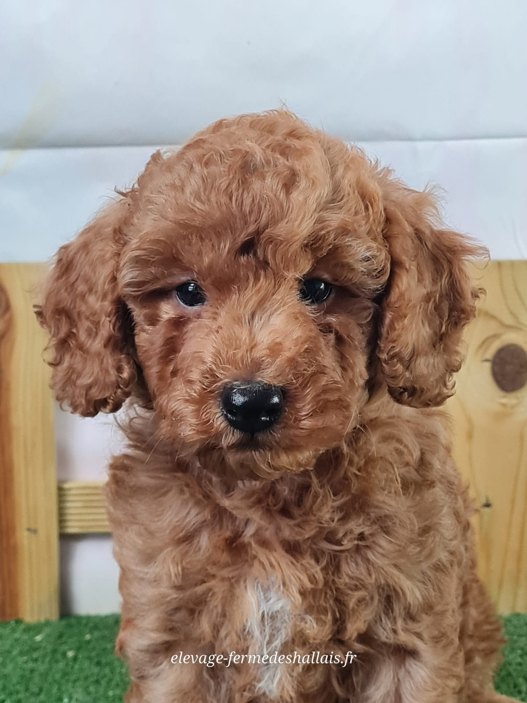 du mont de la chenaie - Chiots disponibles - Caniche