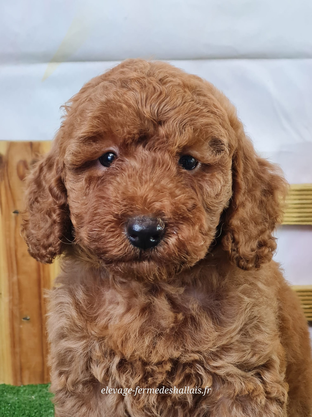 du mont de la chenaie - Chiots disponibles - Caniche