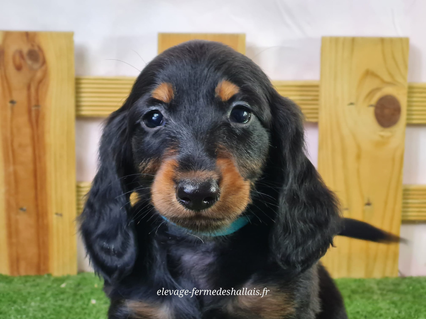 du mont de la chenaie - Chiots disponibles - Teckel poil long