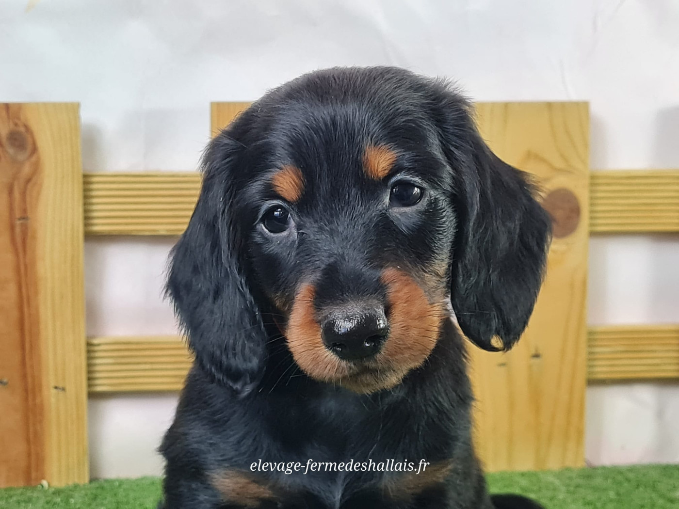 du mont de la chenaie - Chiots disponibles - Teckel poil long