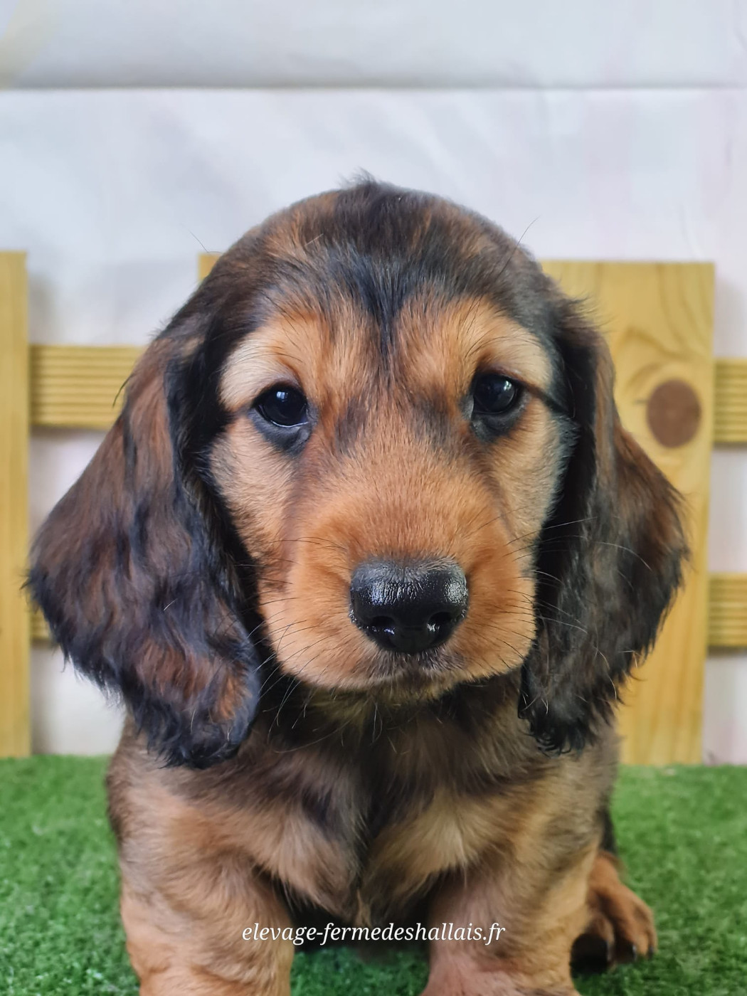 du mont de la chenaie - Chiots disponibles - Teckel poil long