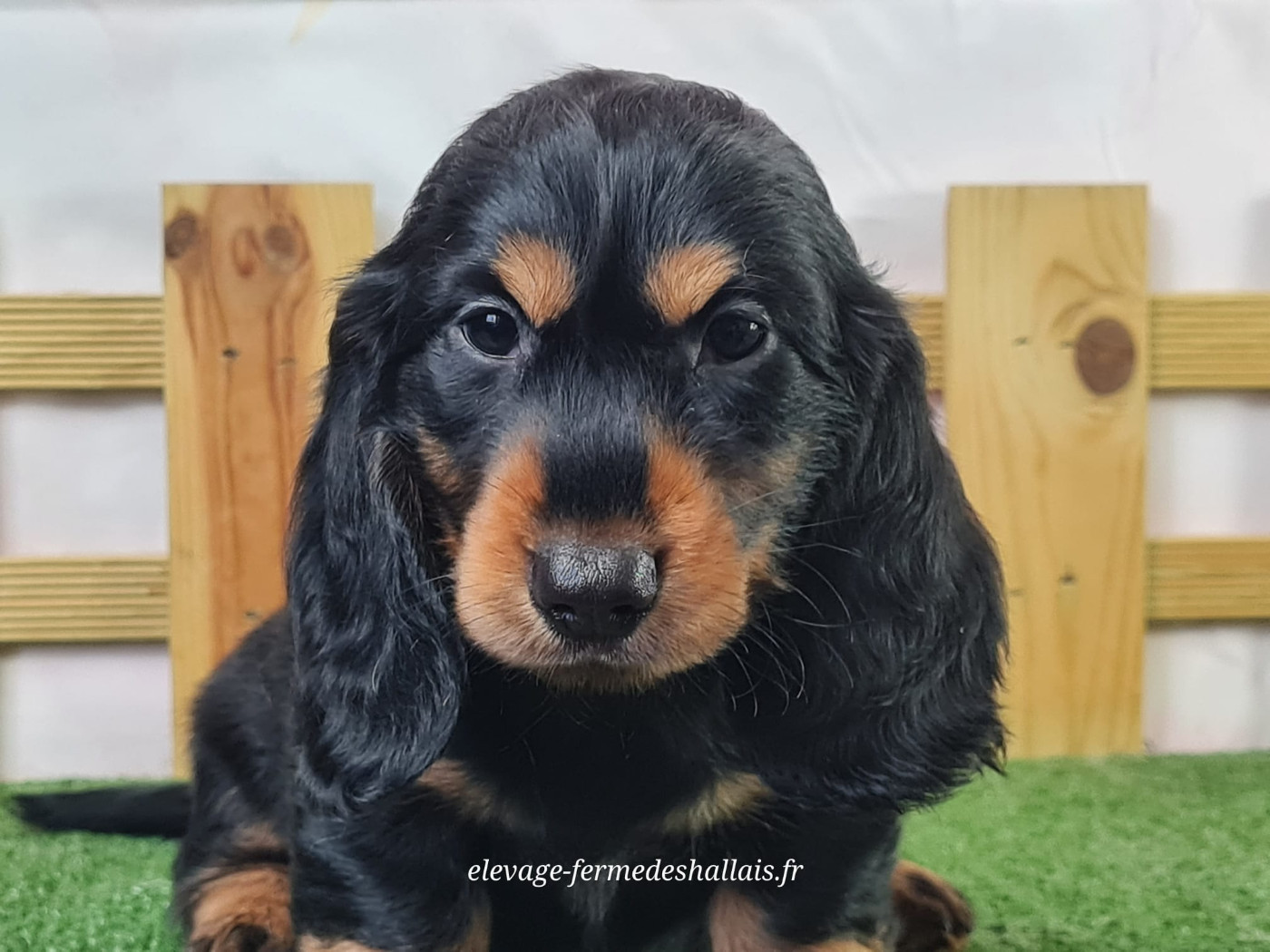 du mont de la chenaie - Chiots disponibles - Teckel poil long