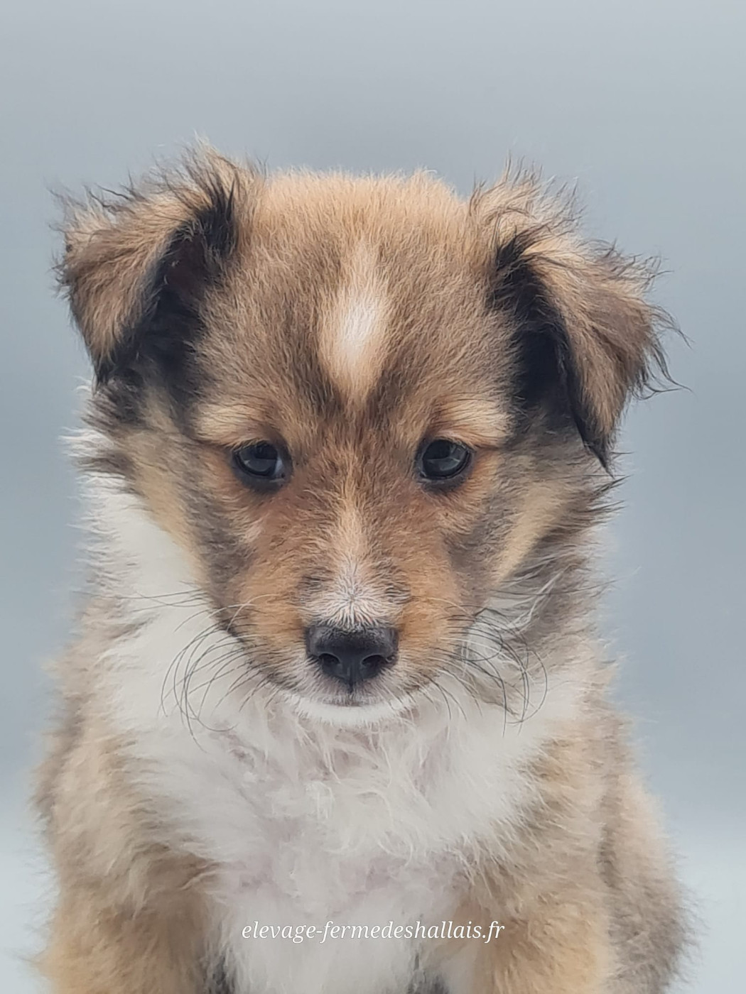 du mont de la chenaie - Chiots disponibles - Shetland Sheepdog