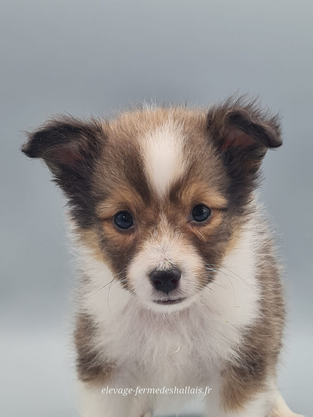 du mont de la chenaie - Chiots disponibles - Shetland Sheepdog