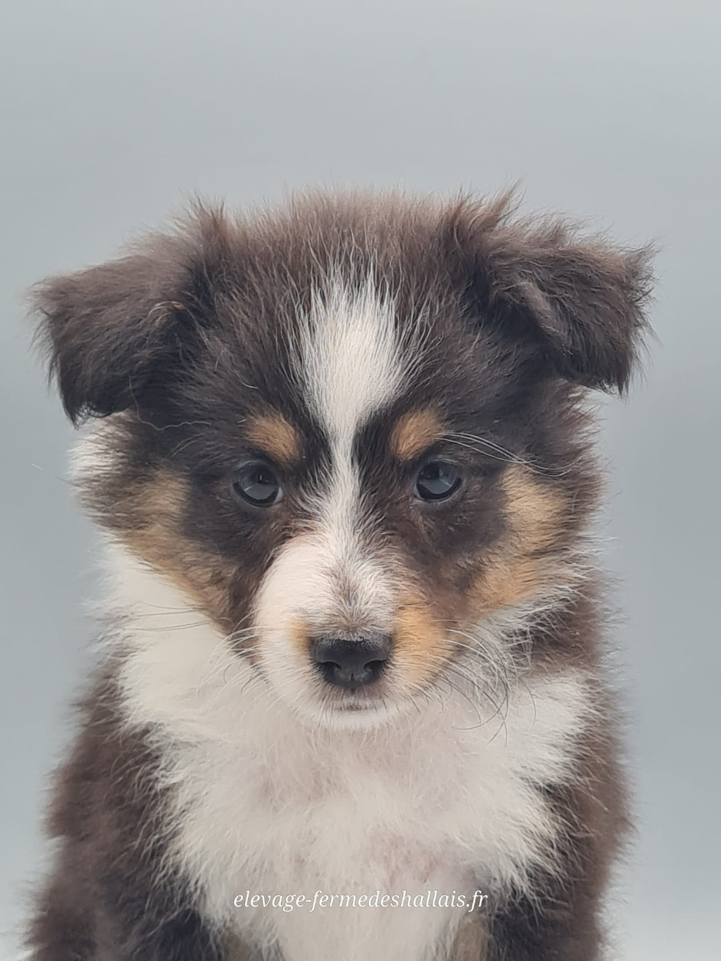 du mont de la chenaie - Chiots disponibles - Shetland Sheepdog