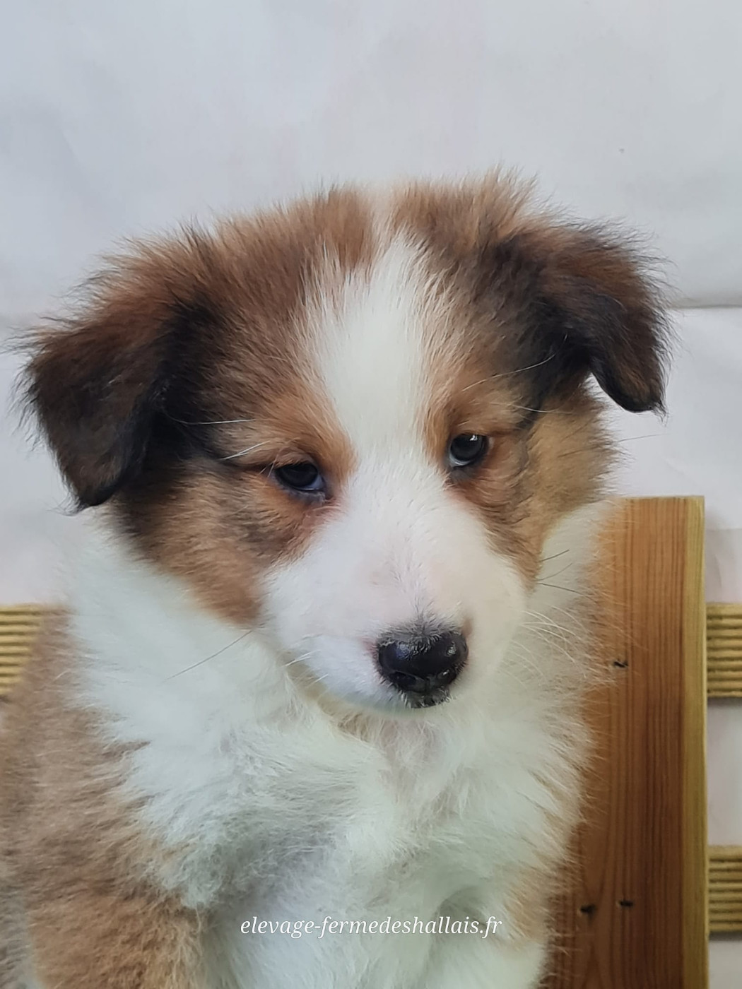du mont de la chenaie - Chiots disponibles - Shetland Sheepdog