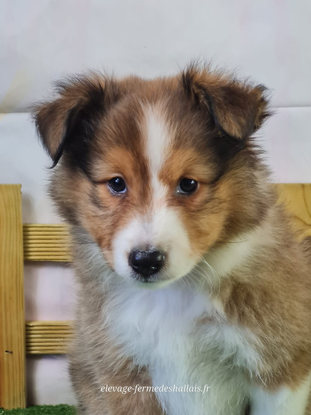 du mont de la chenaie - Chiots disponibles - Shetland Sheepdog
