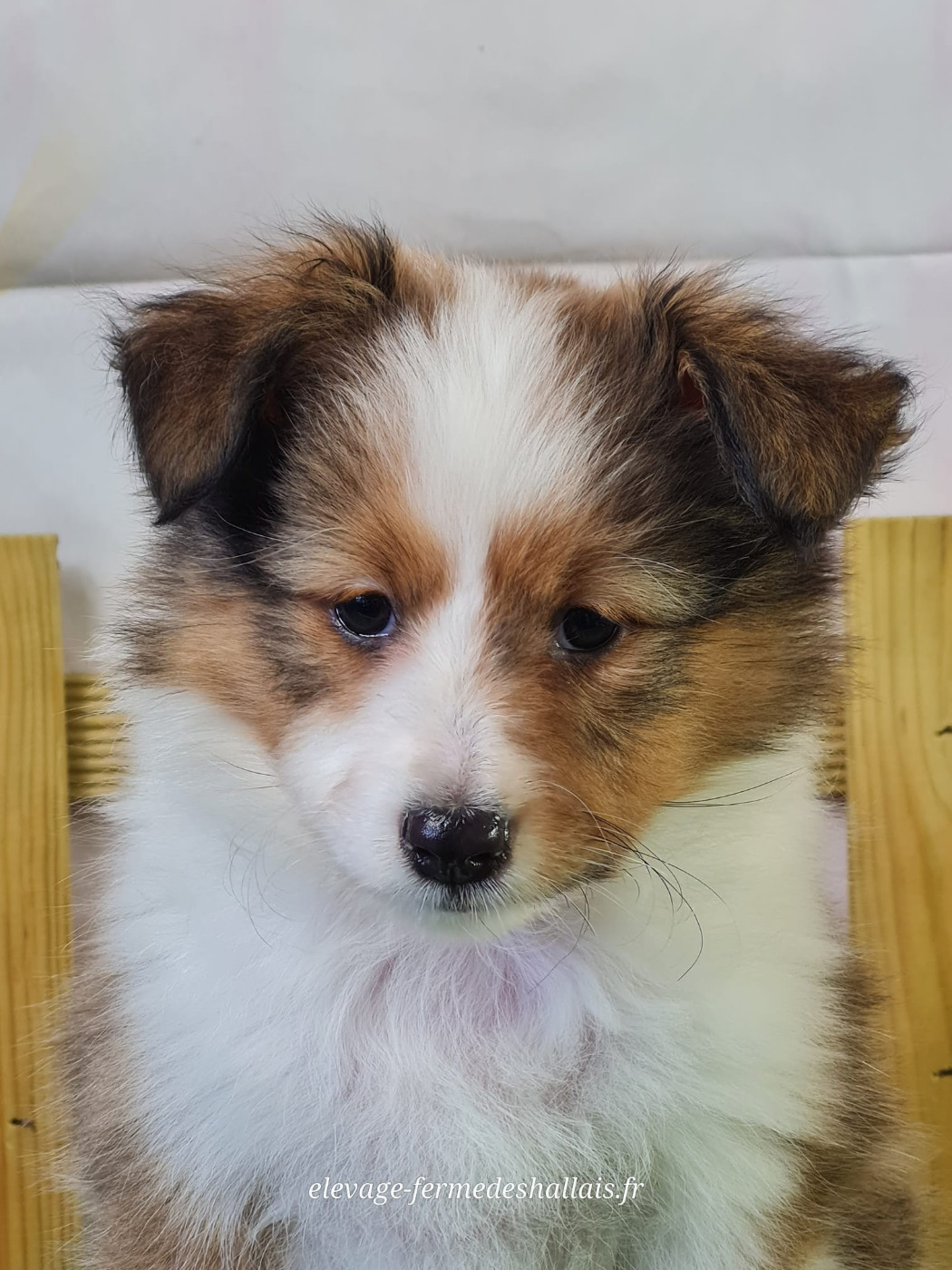 du mont de la chenaie - Chiots disponibles - Shetland Sheepdog