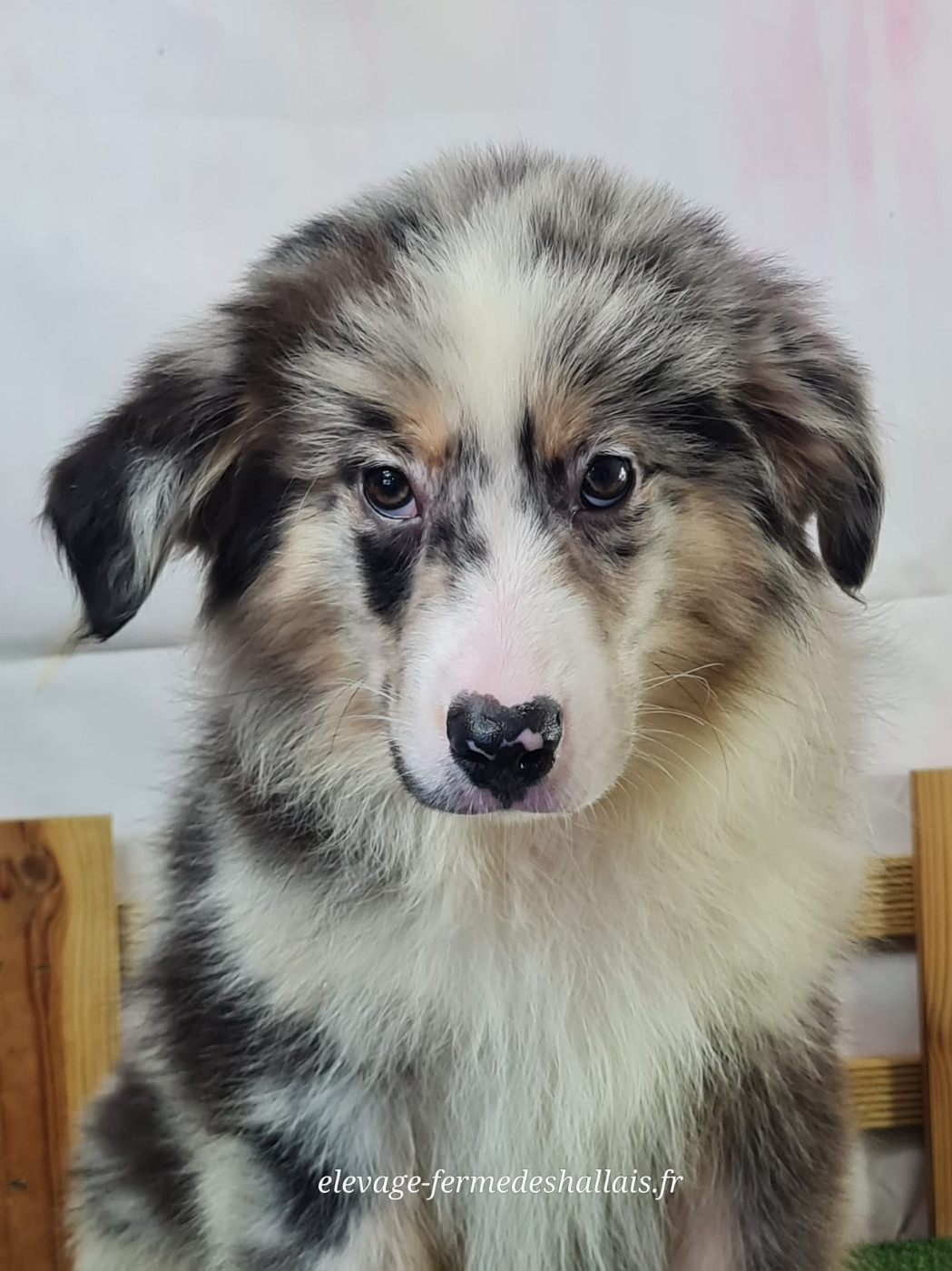 du mont de la chenaie - Chiots disponibles - Berger Américain Miniature 