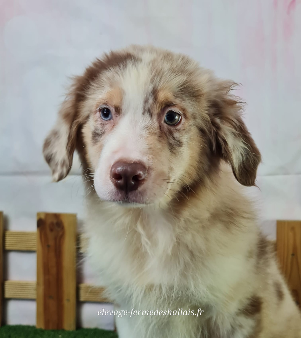 du mont de la chenaie - Chiots disponibles - Berger Américain Miniature 