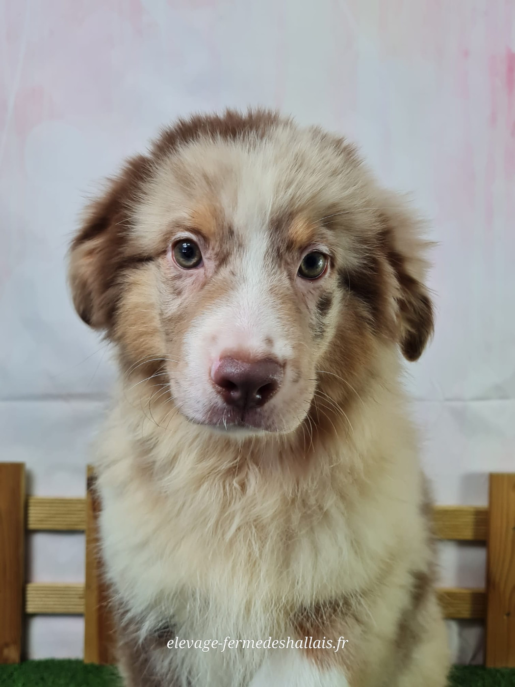 du mont de la chenaie - Chiots disponibles - Berger Américain Miniature 