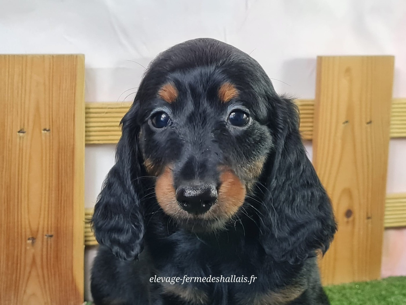 du mont de la chenaie - Chiots disponibles - Teckel poil long