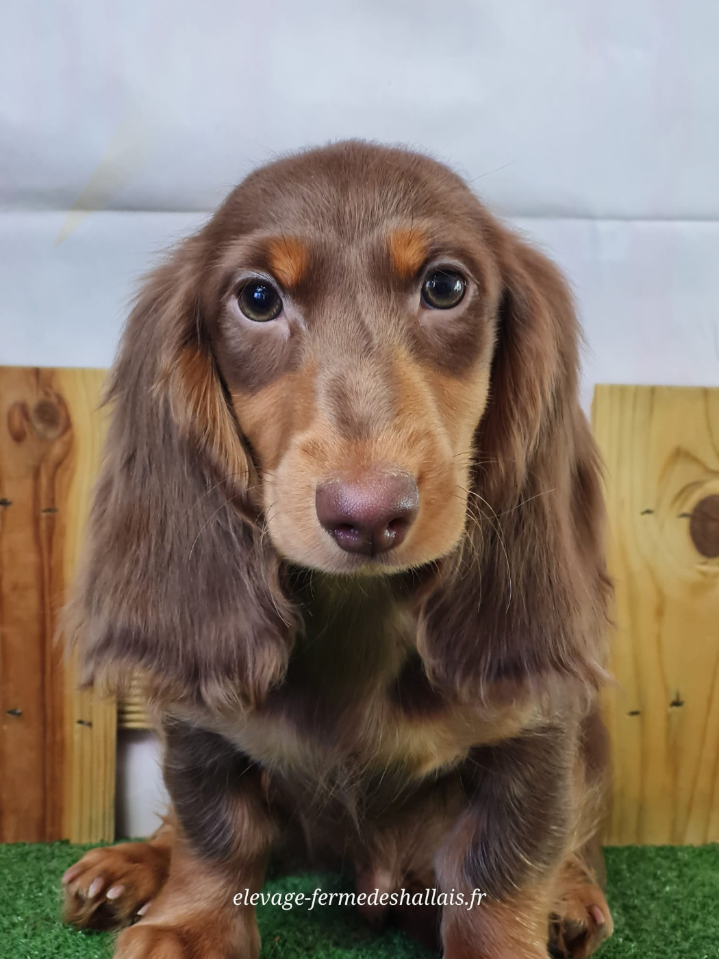 du mont de la chenaie - Chiots disponibles - Teckel poil long