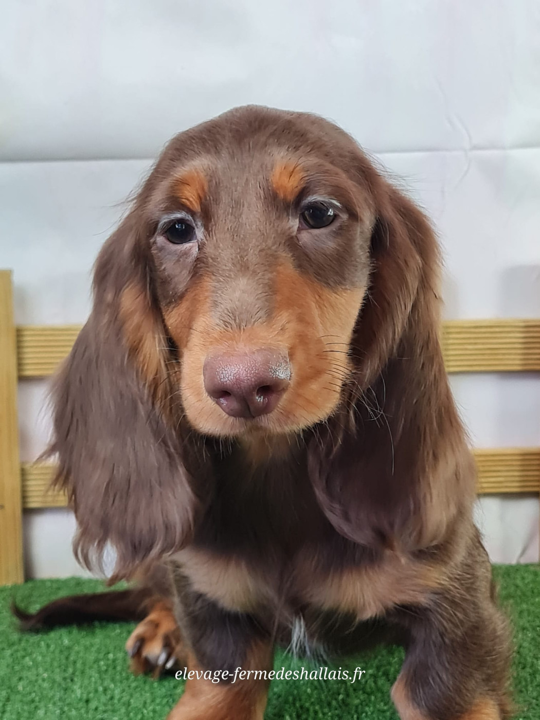 du mont de la chenaie - Chiots disponibles - Teckel poil long