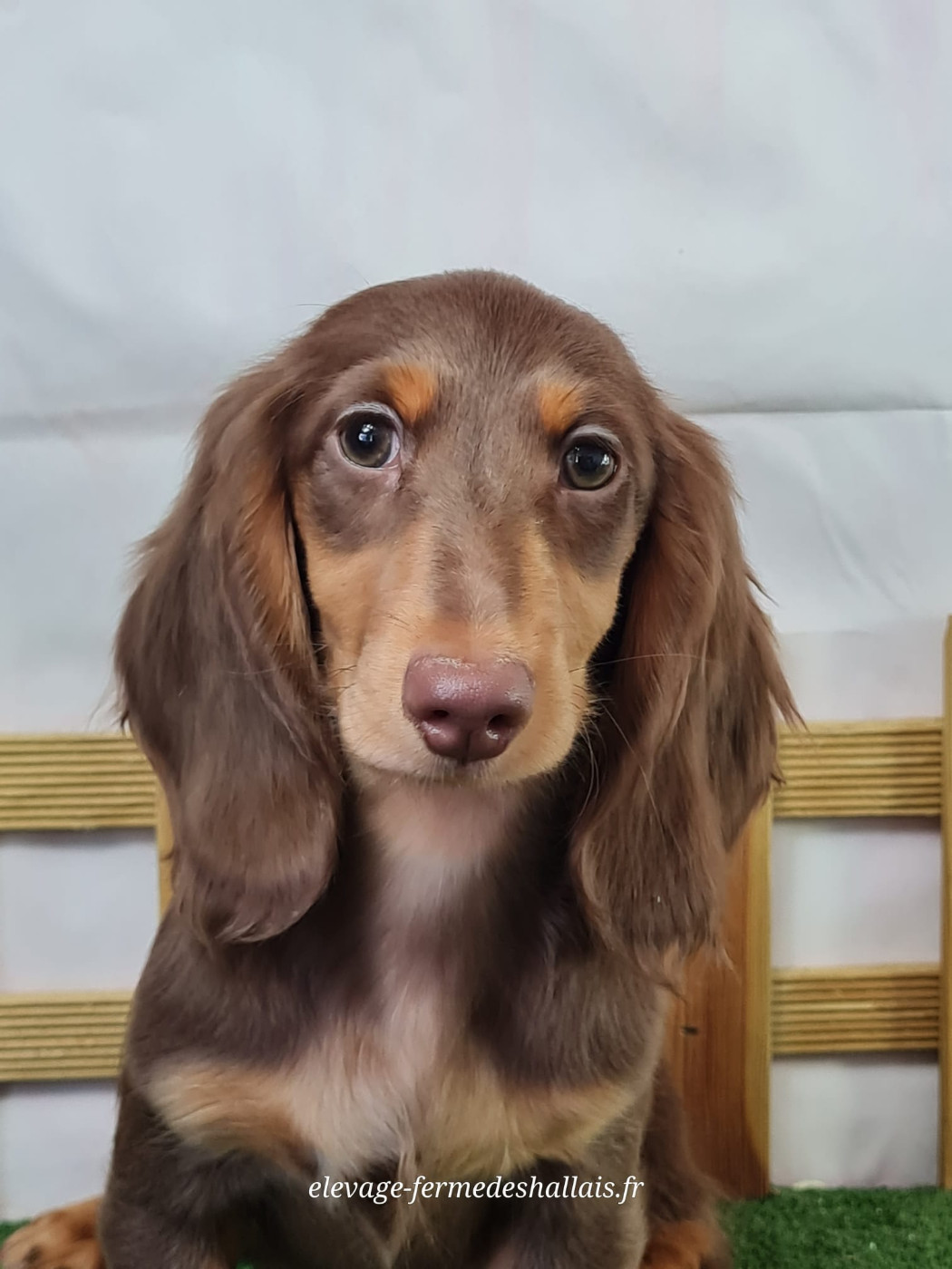 du mont de la chenaie - Chiots disponibles - Teckel poil long