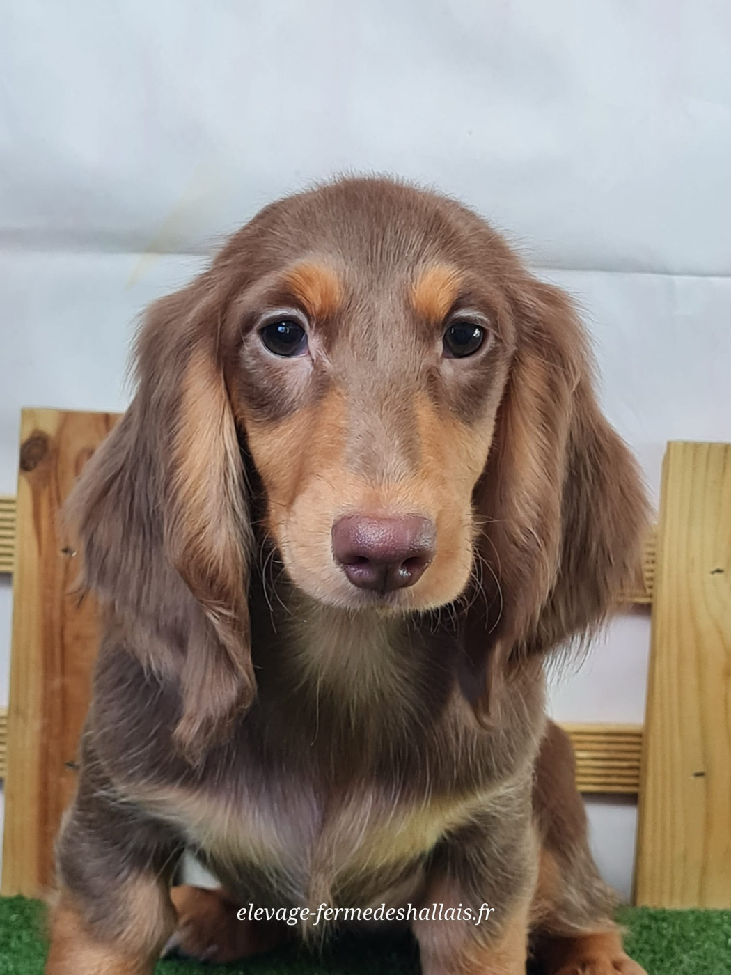 du mont de la chenaie - Chiots disponibles - Teckel poil long