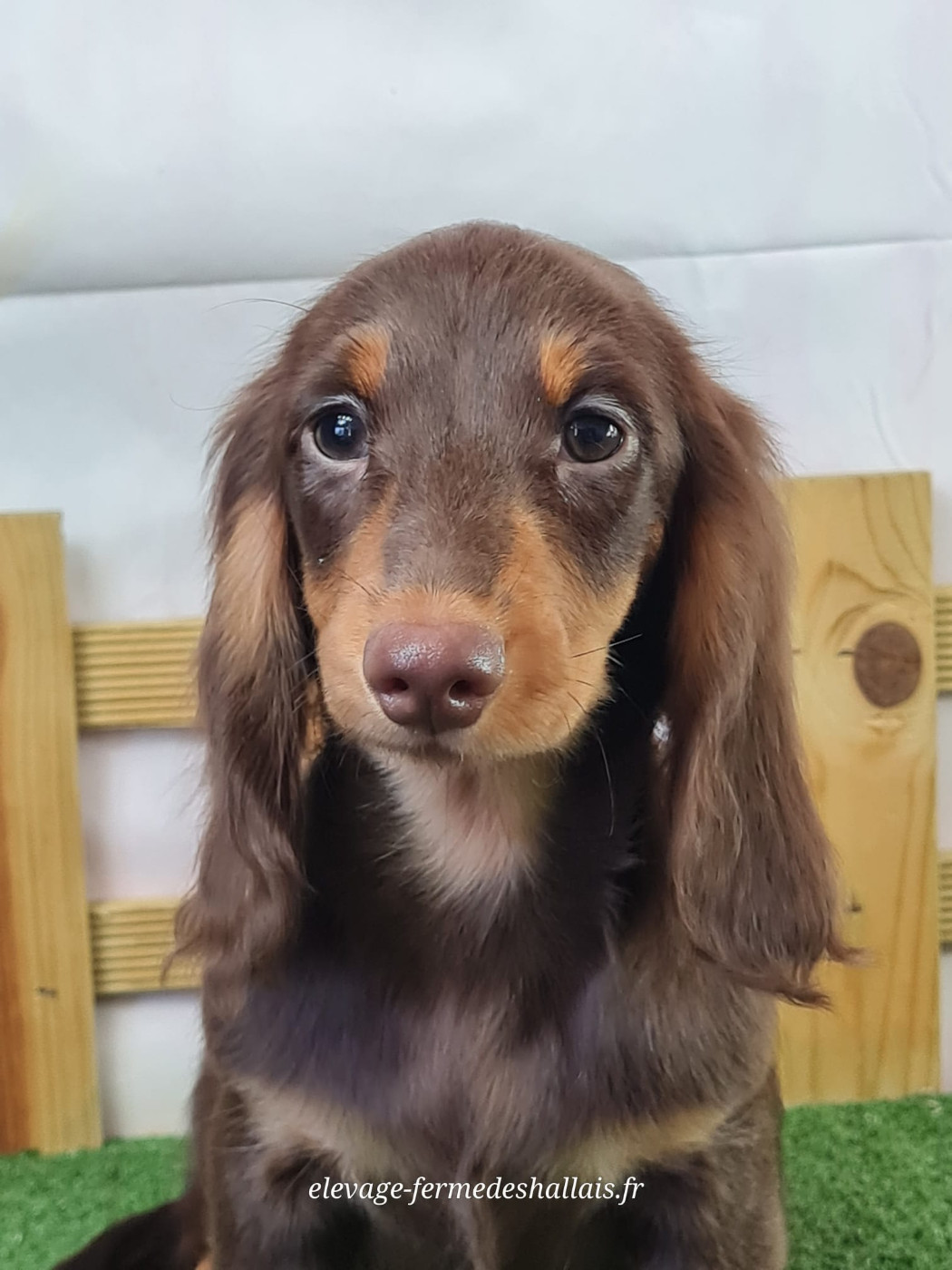 du mont de la chenaie - Chiots disponibles - Teckel poil long