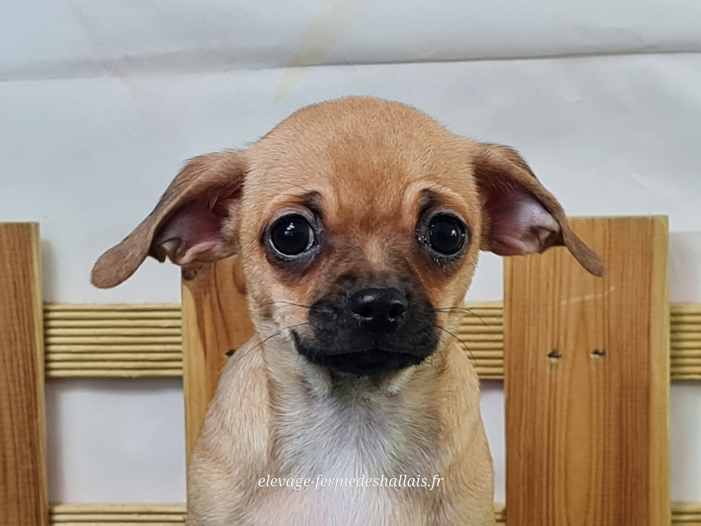 du mont de la chenaie - Chiots disponibles - Chihuahua