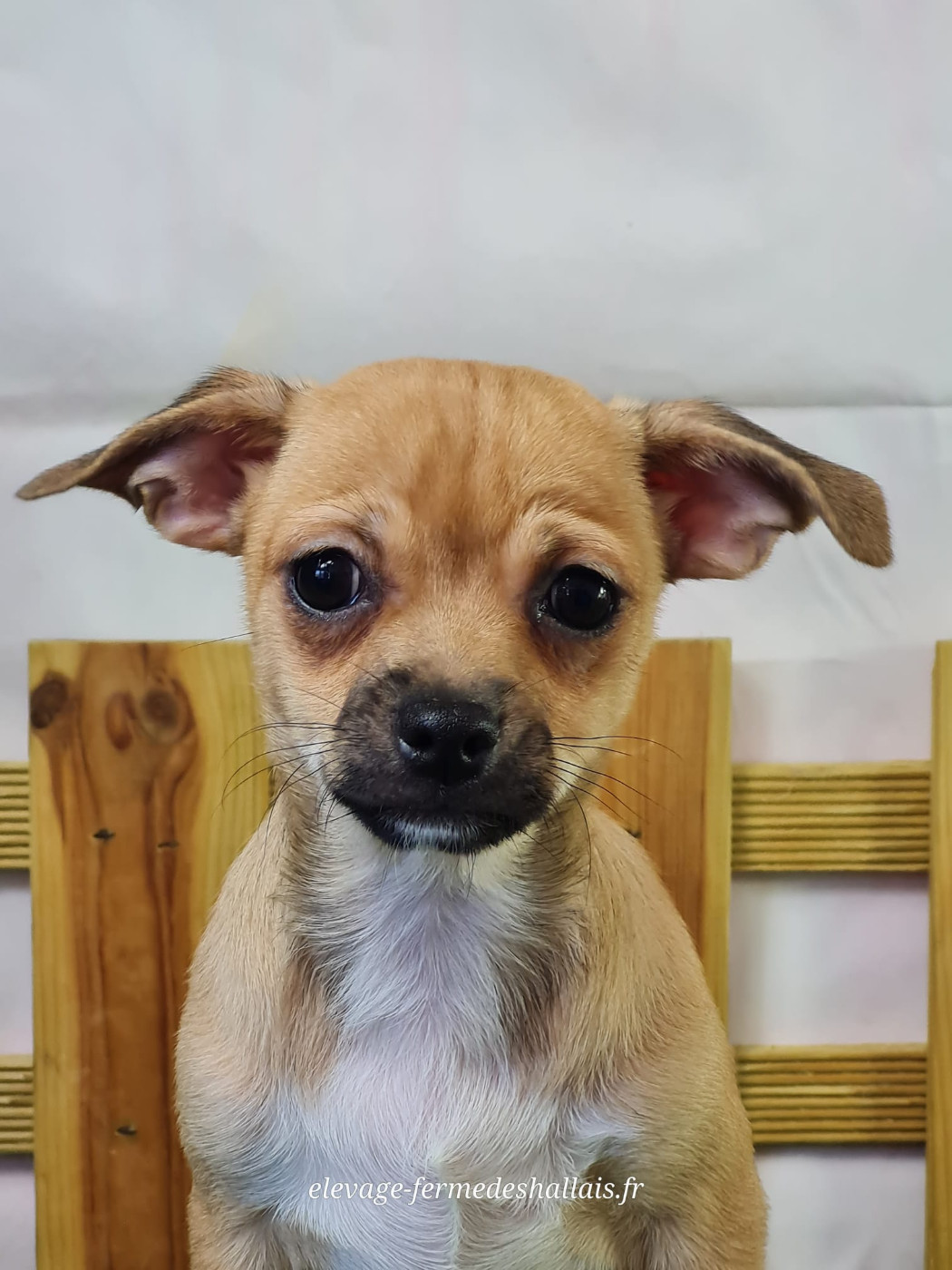du mont de la chenaie - Chiots disponibles - Chihuahua