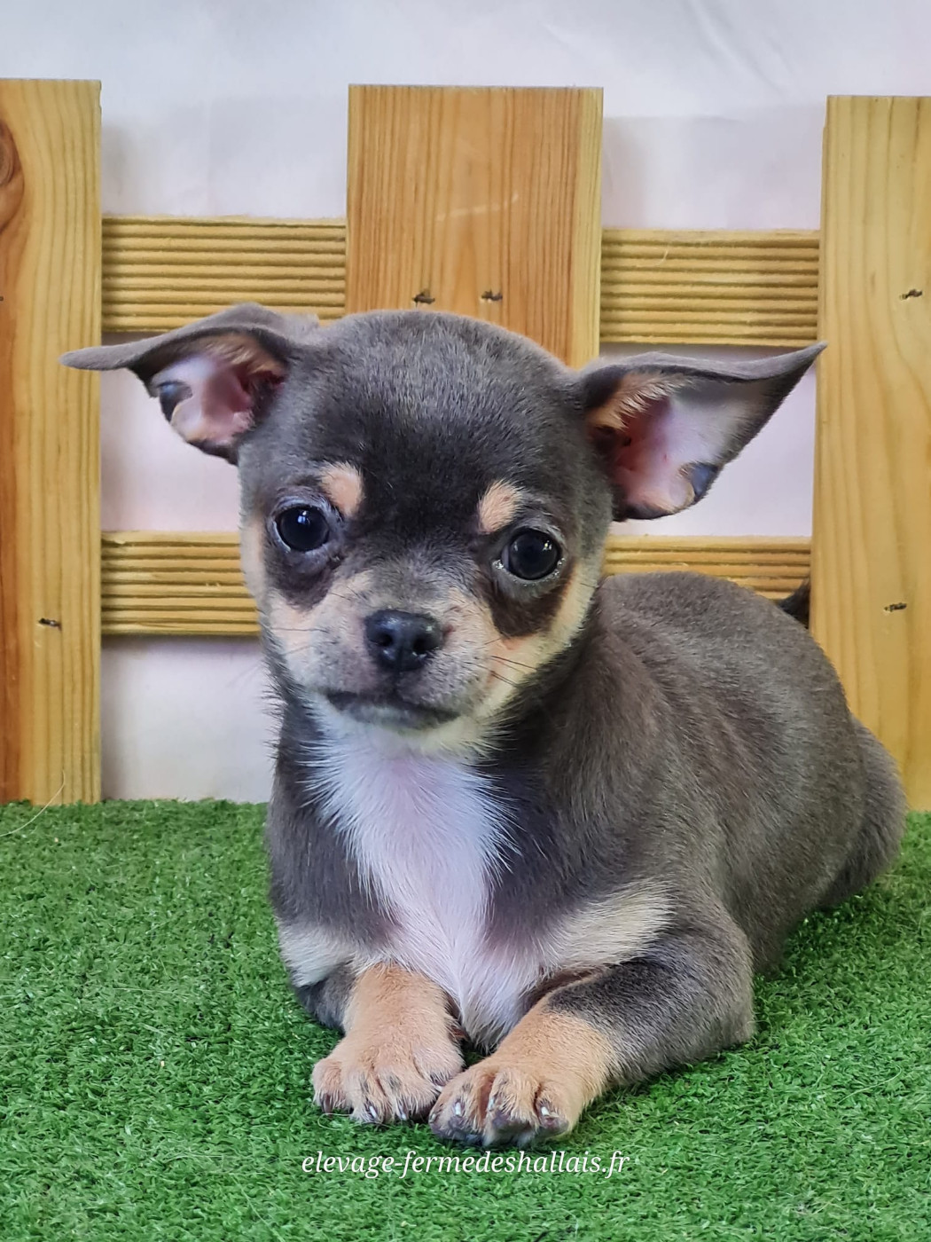 du mont de la chenaie - Chiots disponibles - Chihuahua