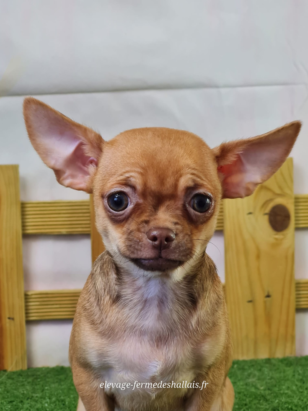 du mont de la chenaie - Chiots disponibles - Chihuahua