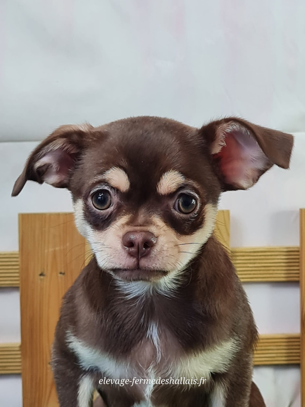 du mont de la chenaie - Chiots disponibles - Chihuahua