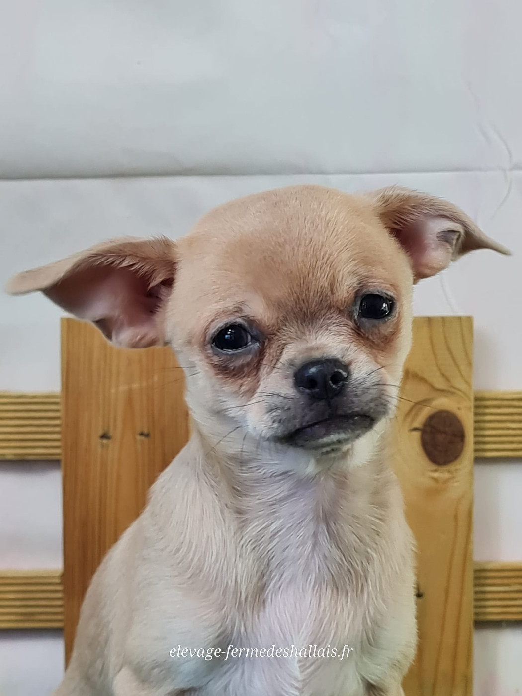 du mont de la chenaie - Chiots disponibles - Chihuahua