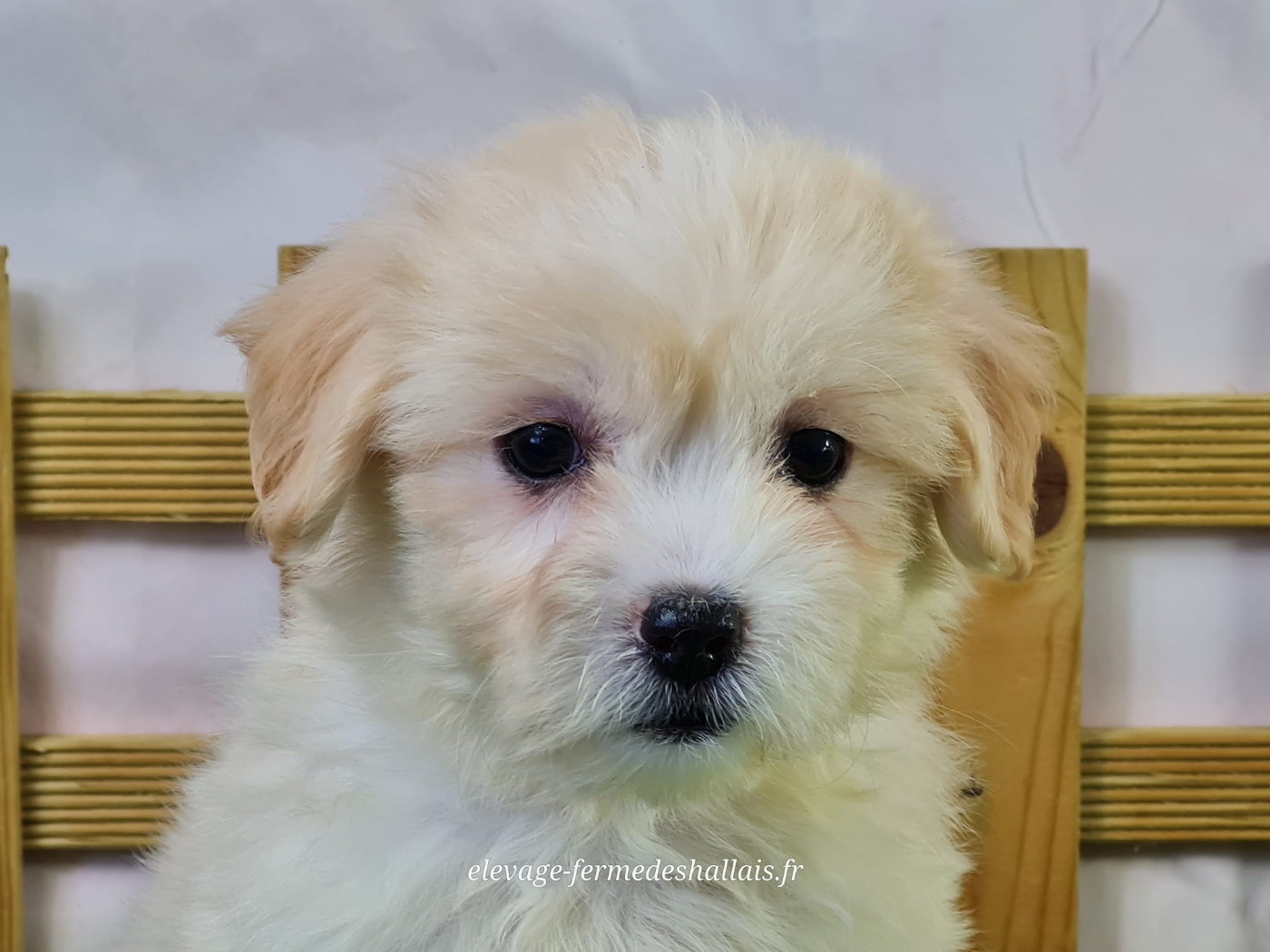 du mont de la chenaie - Chiots disponibles - Coton de Tulear