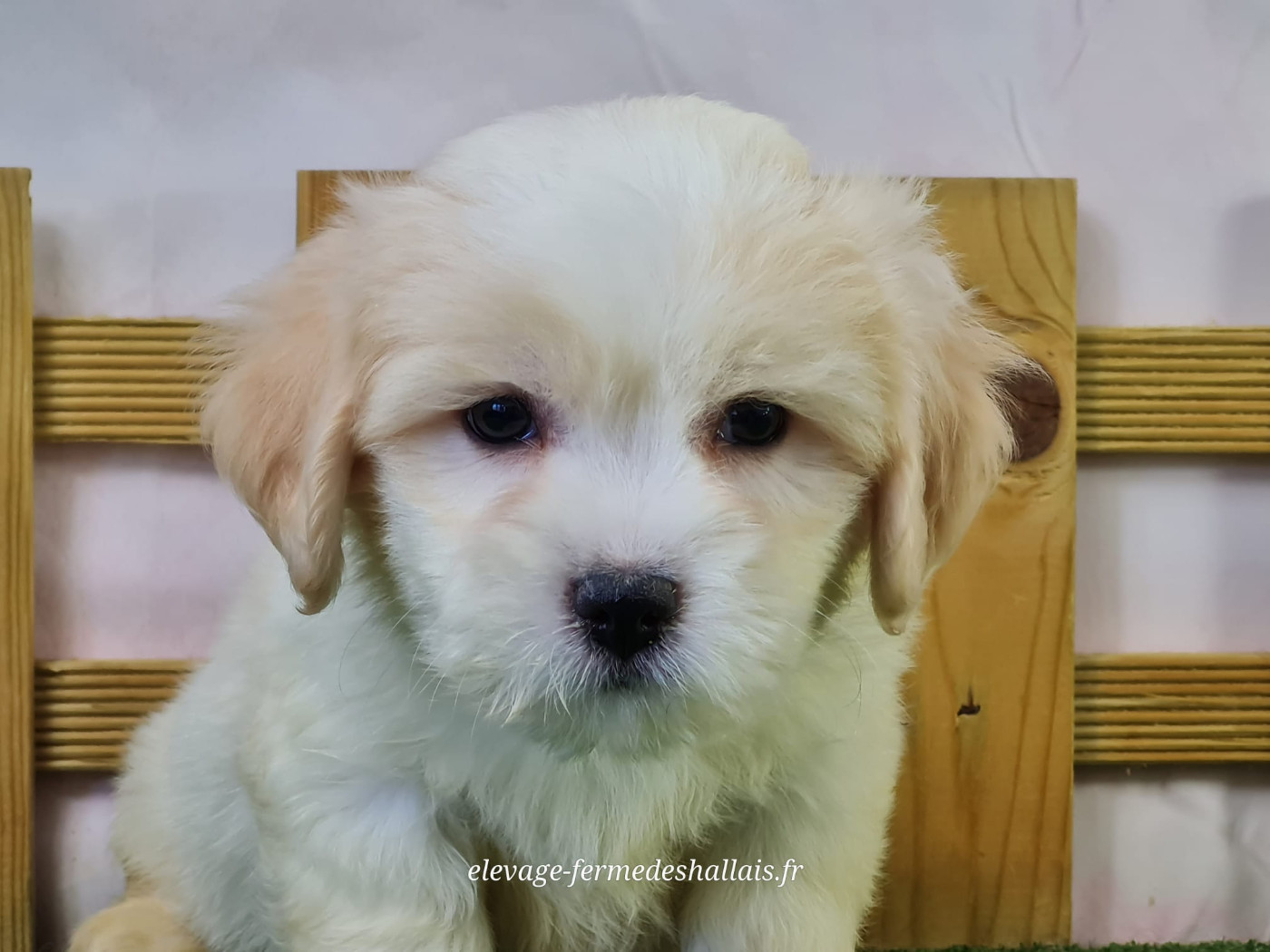 du mont de la chenaie - Chiots disponibles - Coton de Tulear