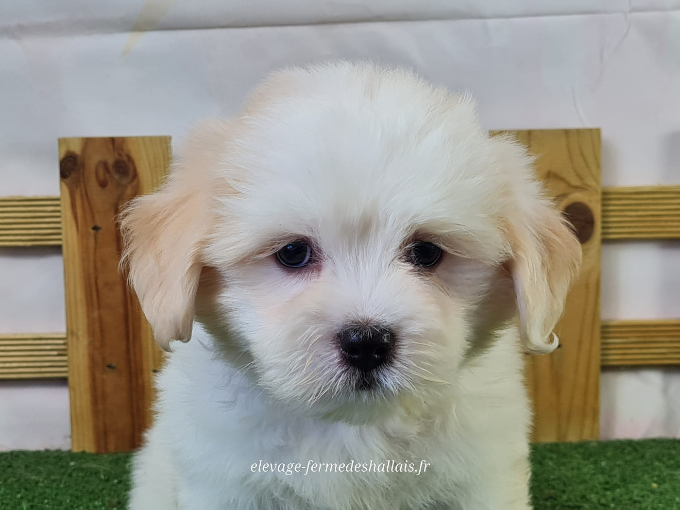 du mont de la chenaie - Chiots disponibles - Coton de Tulear
