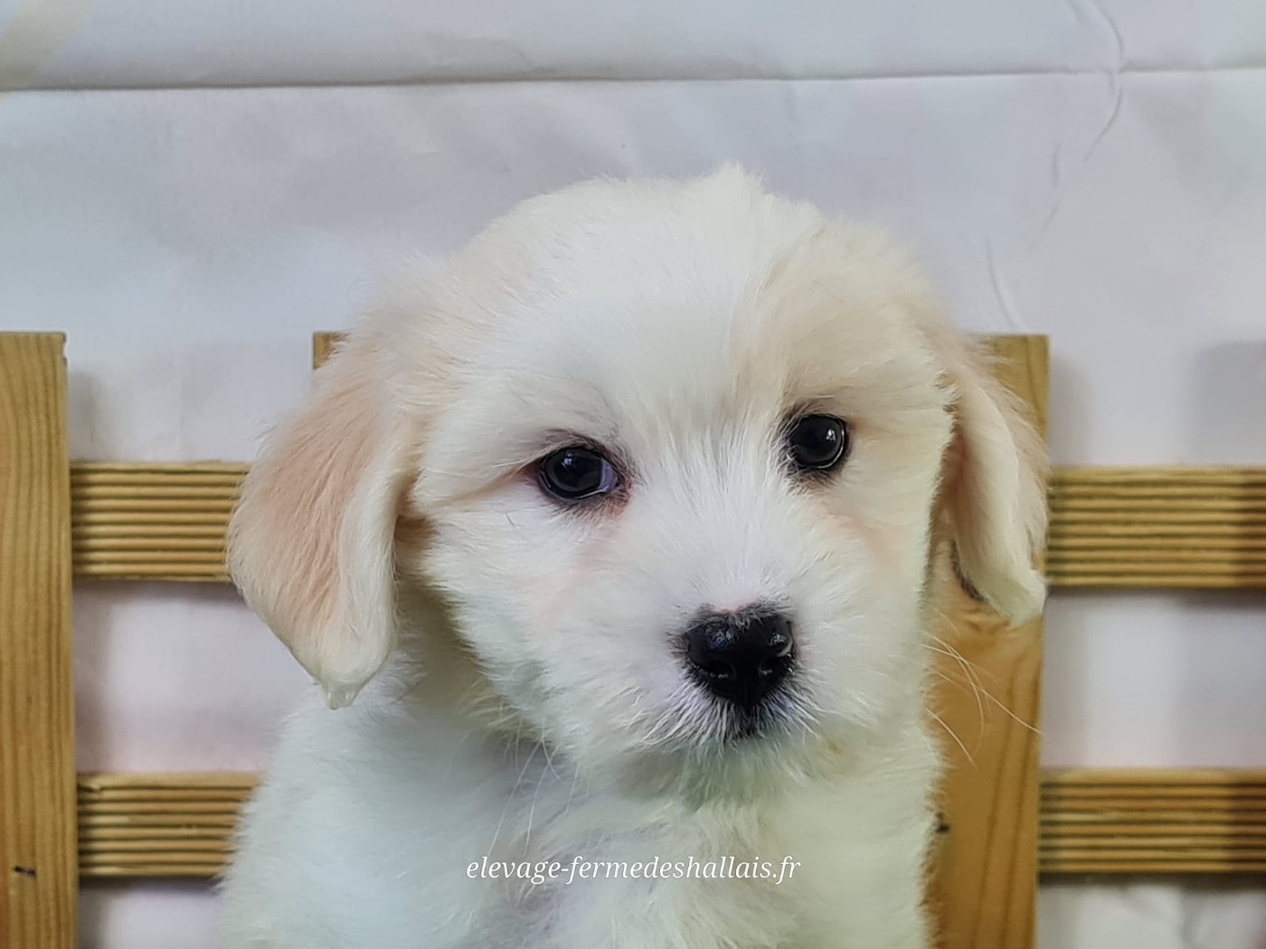du mont de la chenaie - Chiots disponibles - Coton de Tulear