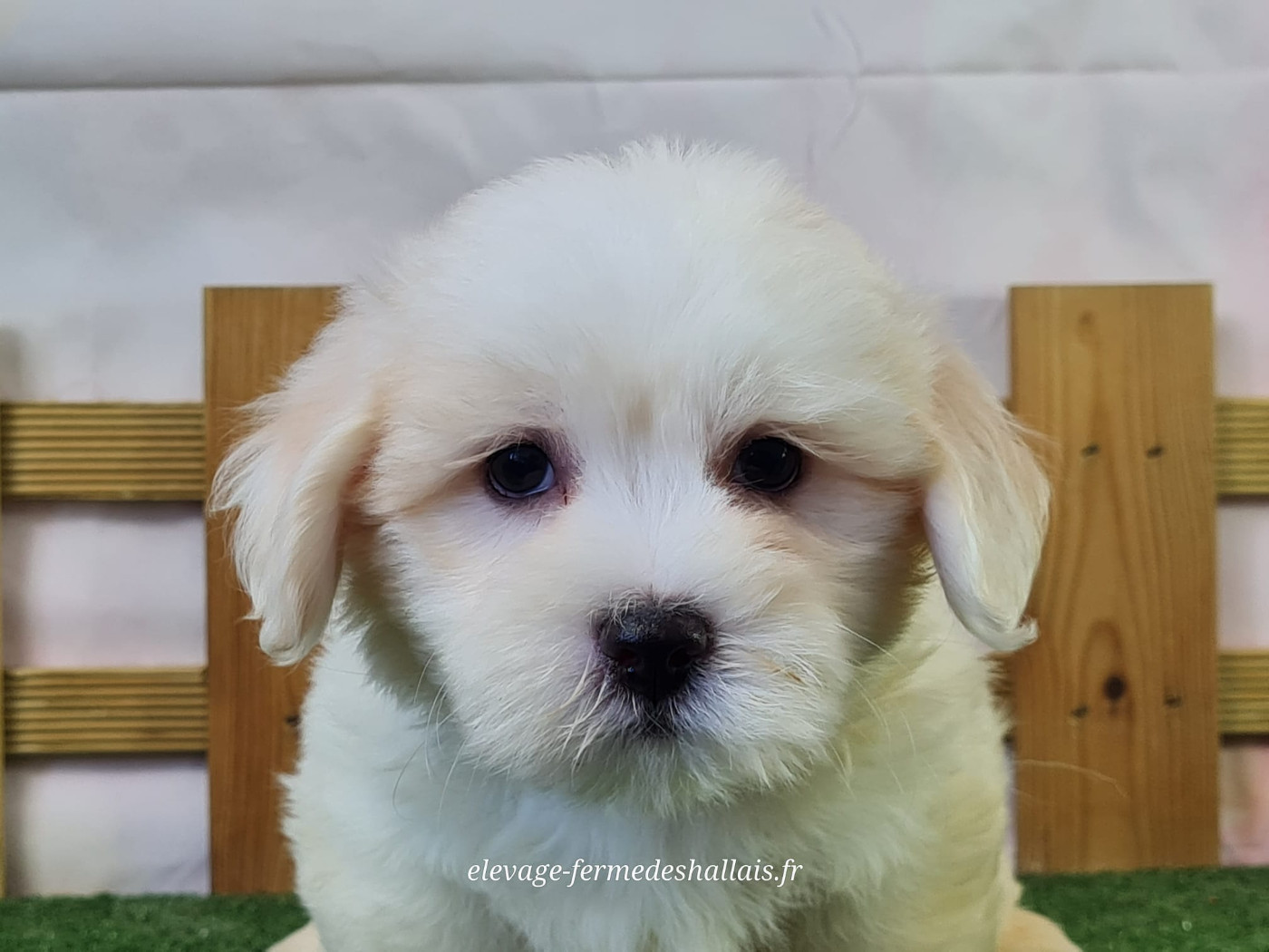 du mont de la chenaie - Chiots disponibles - Coton de Tulear