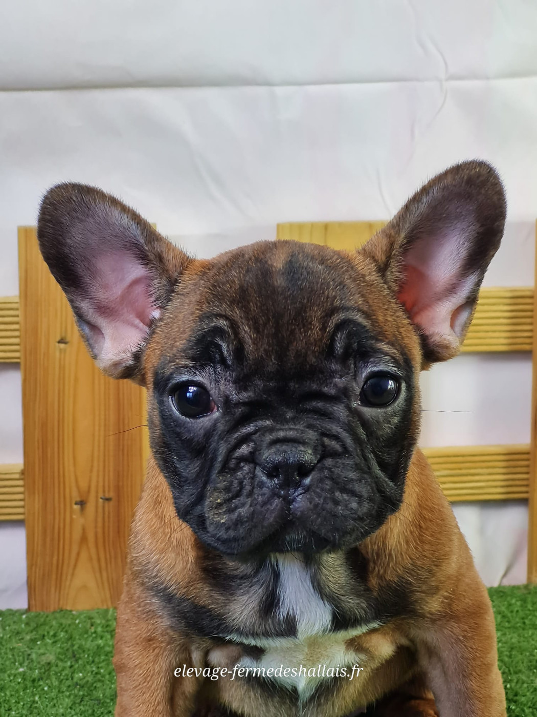 du mont de la chenaie - Chiots disponibles - Bouledogue français
