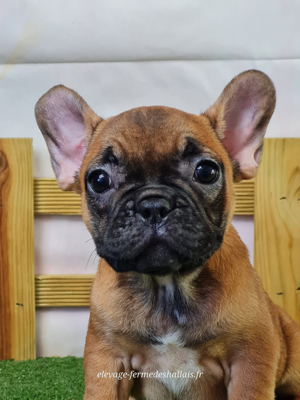 du mont de la chenaie - Chiots disponibles - Bouledogue français