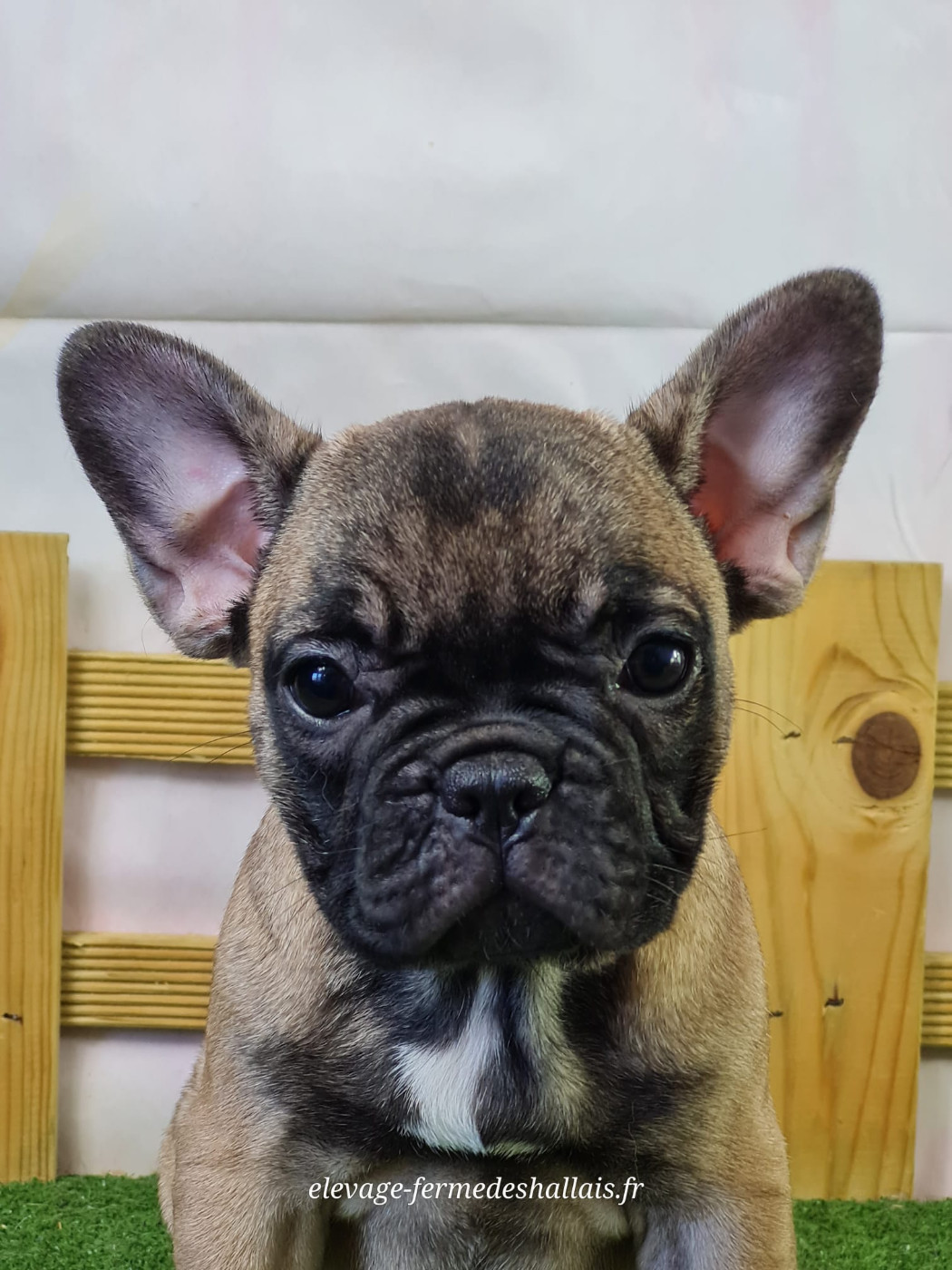 du mont de la chenaie - Chiots disponibles - Bouledogue français