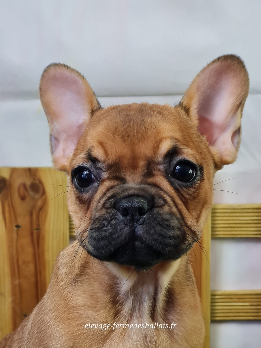 du mont de la chenaie - Chiots disponibles - Bouledogue français