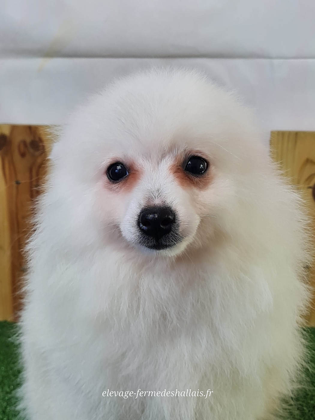 du mont de la chenaie - Chiots disponibles - Volpino Italiano