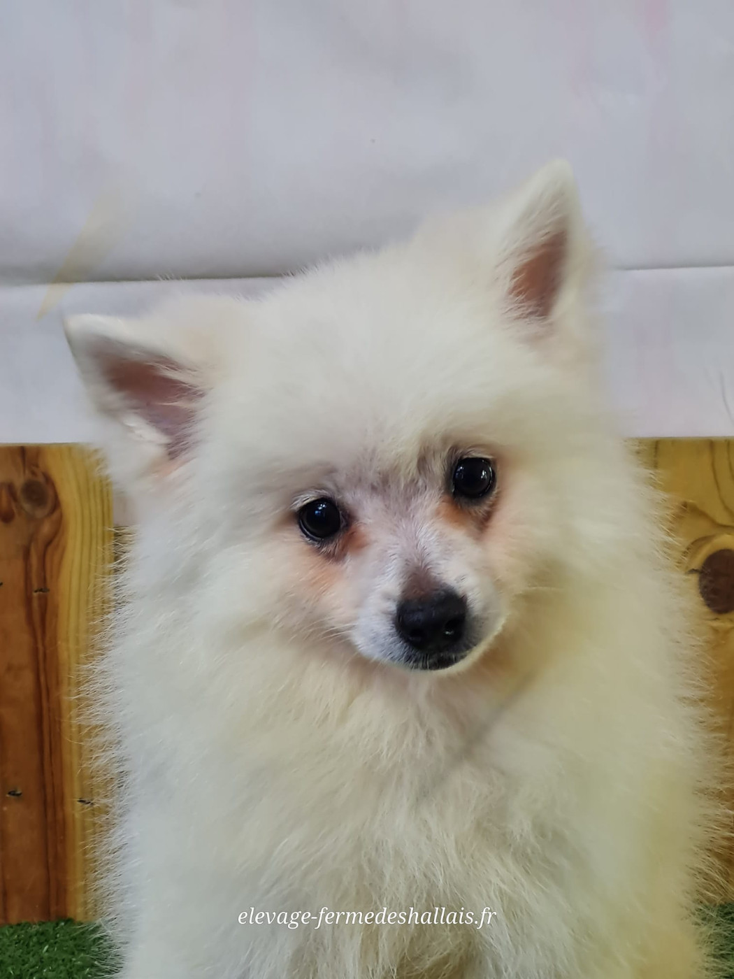 du mont de la chenaie - Chiots disponibles - Volpino Italiano
