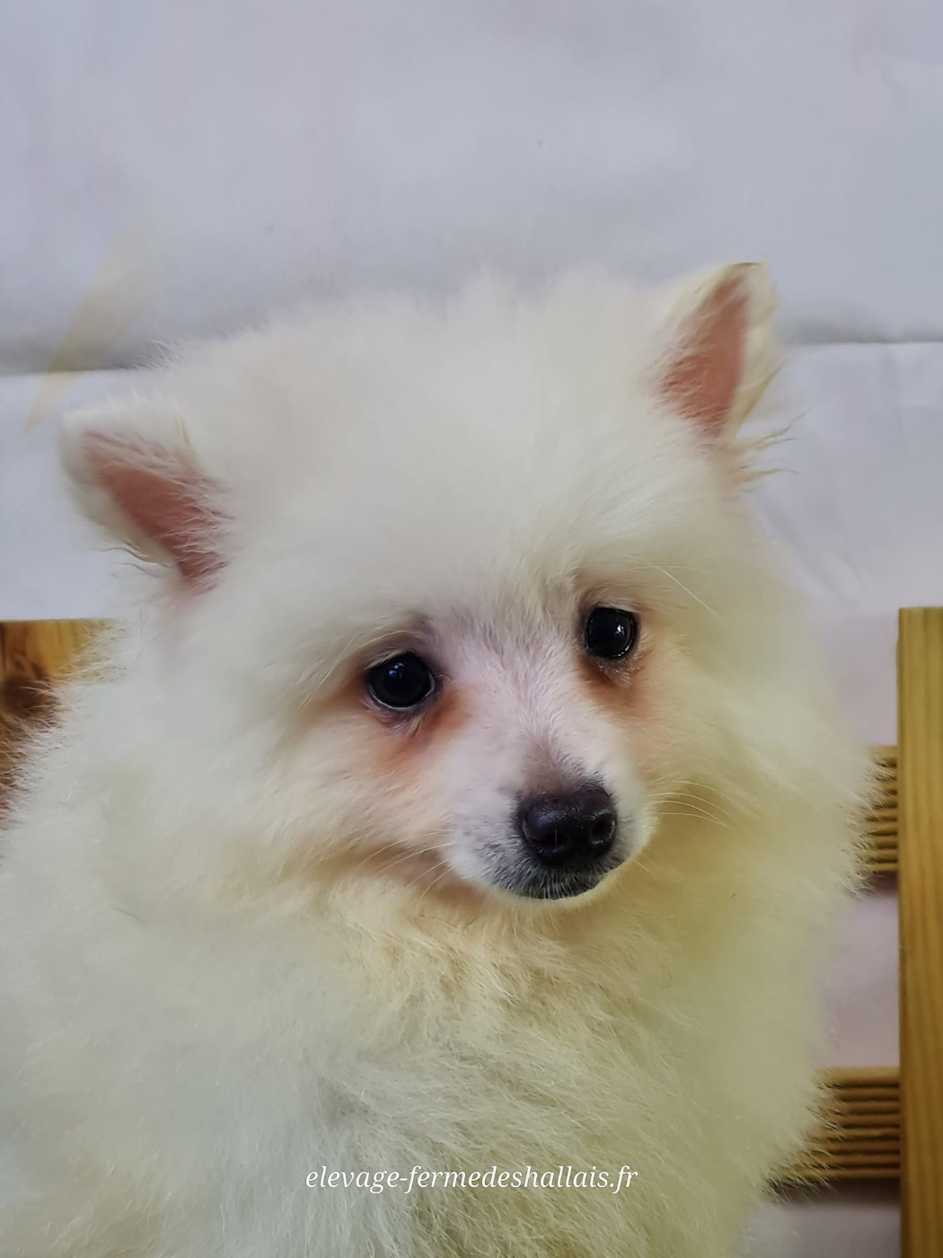 du mont de la chenaie - Chiots disponibles - Volpino Italiano