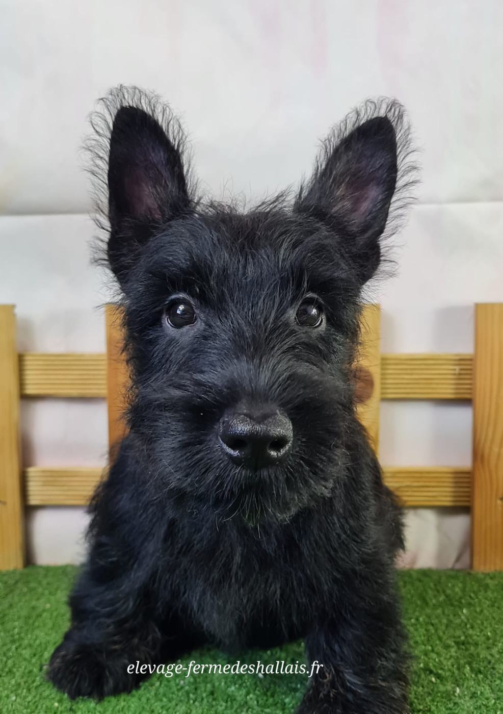 Du Mont De La Chenaie - Chiots disponibles - Scottish Terrier
