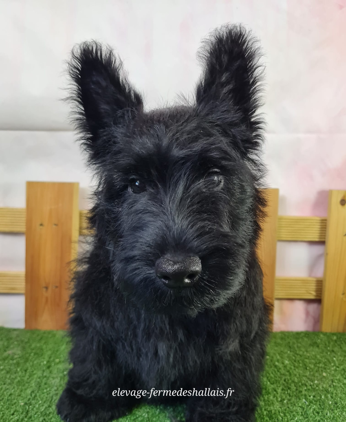 Du Mont De La Chenaie - Chiots disponibles - Scottish Terrier