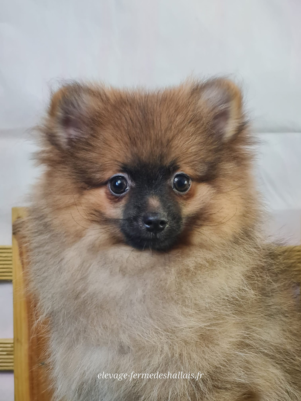 Du Mont De La Chenaie - Chiots disponibles - Spitz allemand