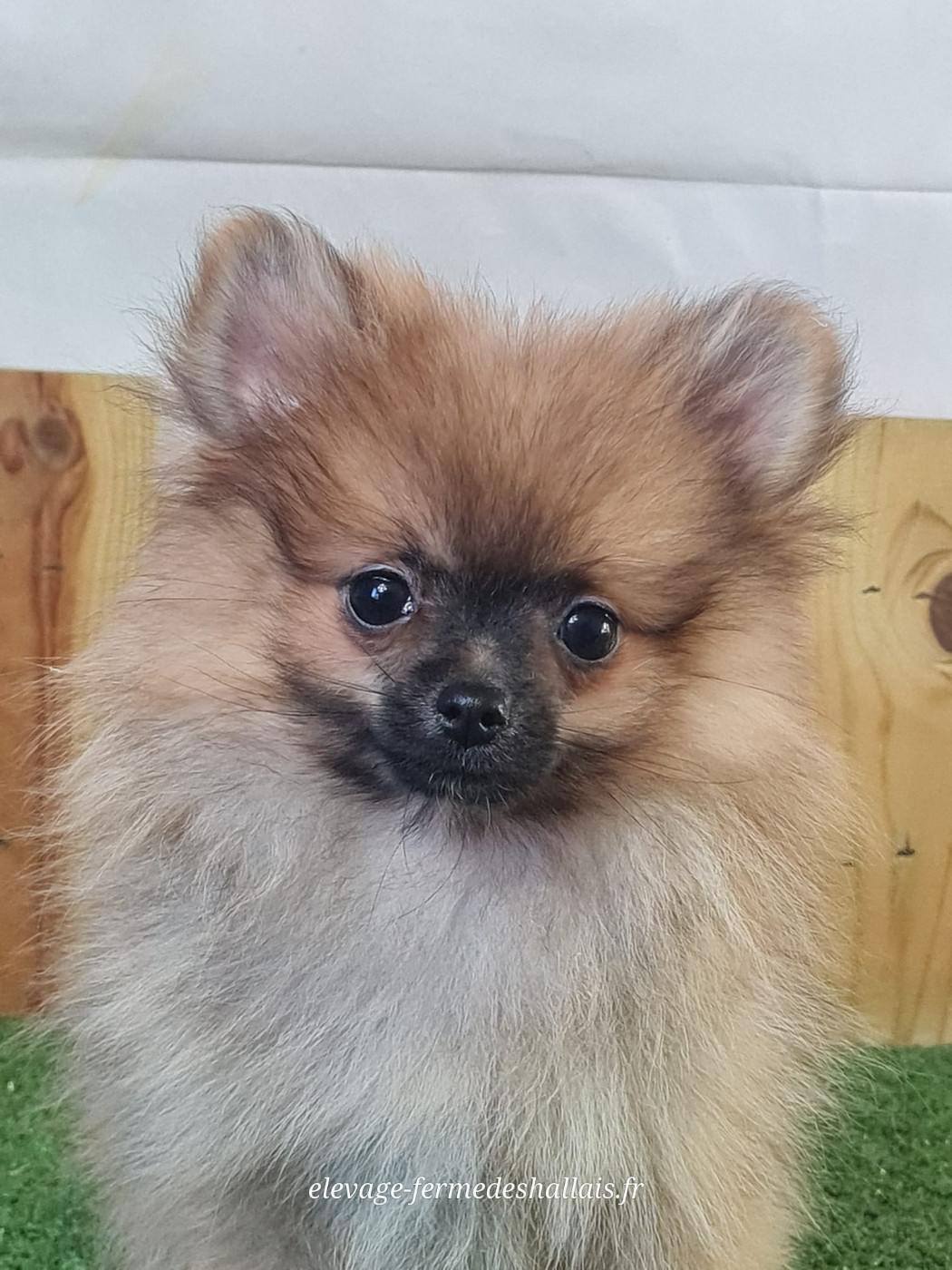 Du Mont De La Chenaie - Chiots disponibles - Spitz allemand