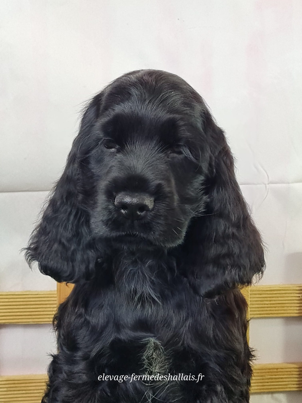 Du Mont De La Chenaie - Chiots disponibles - Cocker Spaniel Anglais