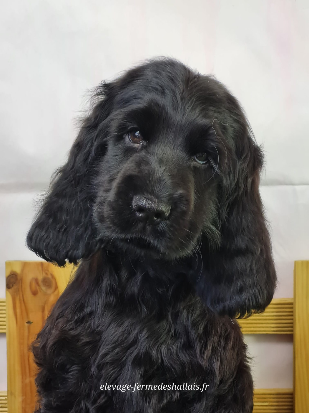 Du Mont De La Chenaie - Chiots disponibles - Cocker Spaniel Anglais