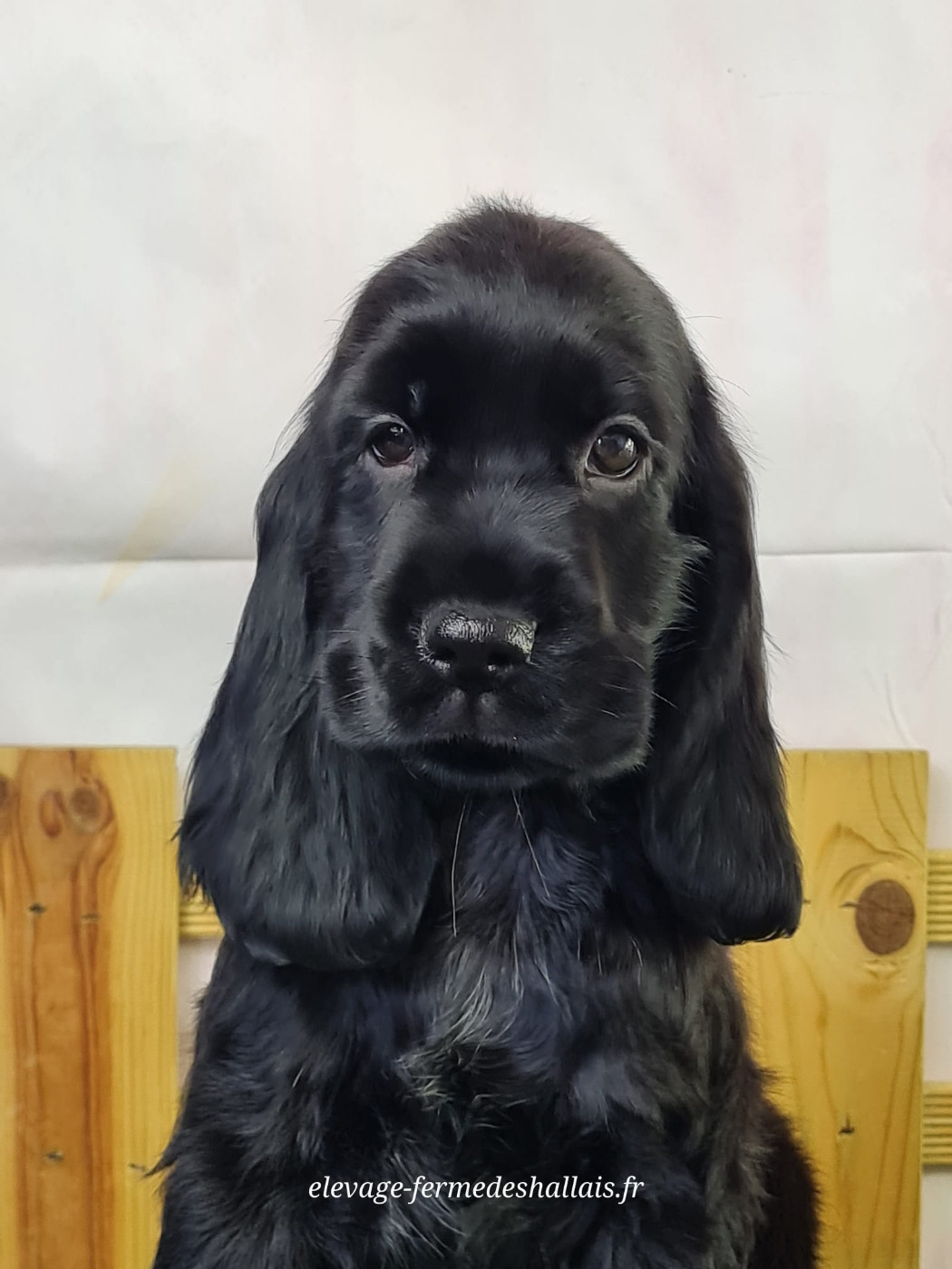 Du Mont De La Chenaie - Chiots disponibles - Cocker Spaniel Anglais