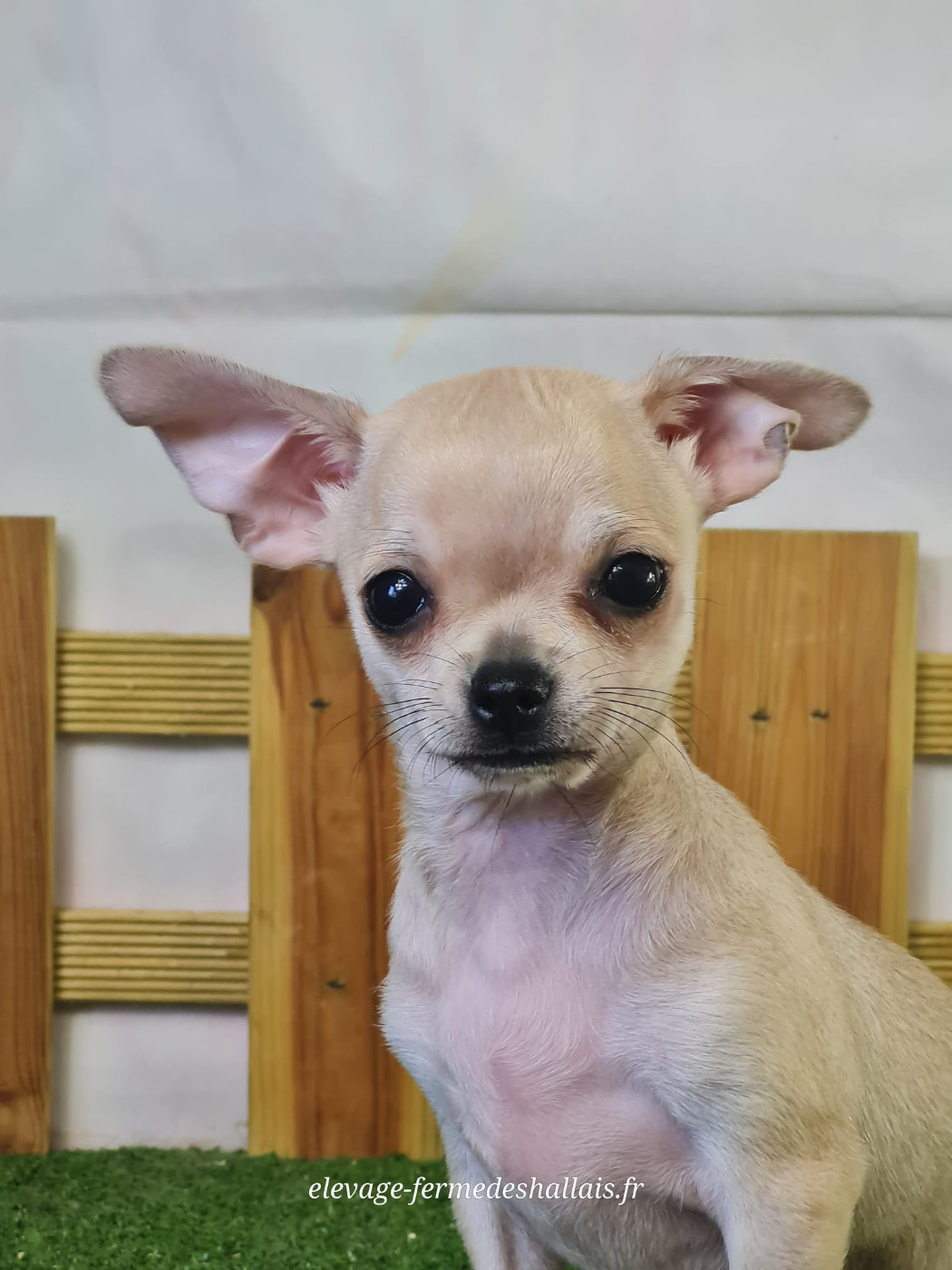 Du Mont De La Chenaie - Chiots disponibles - Chihuahua